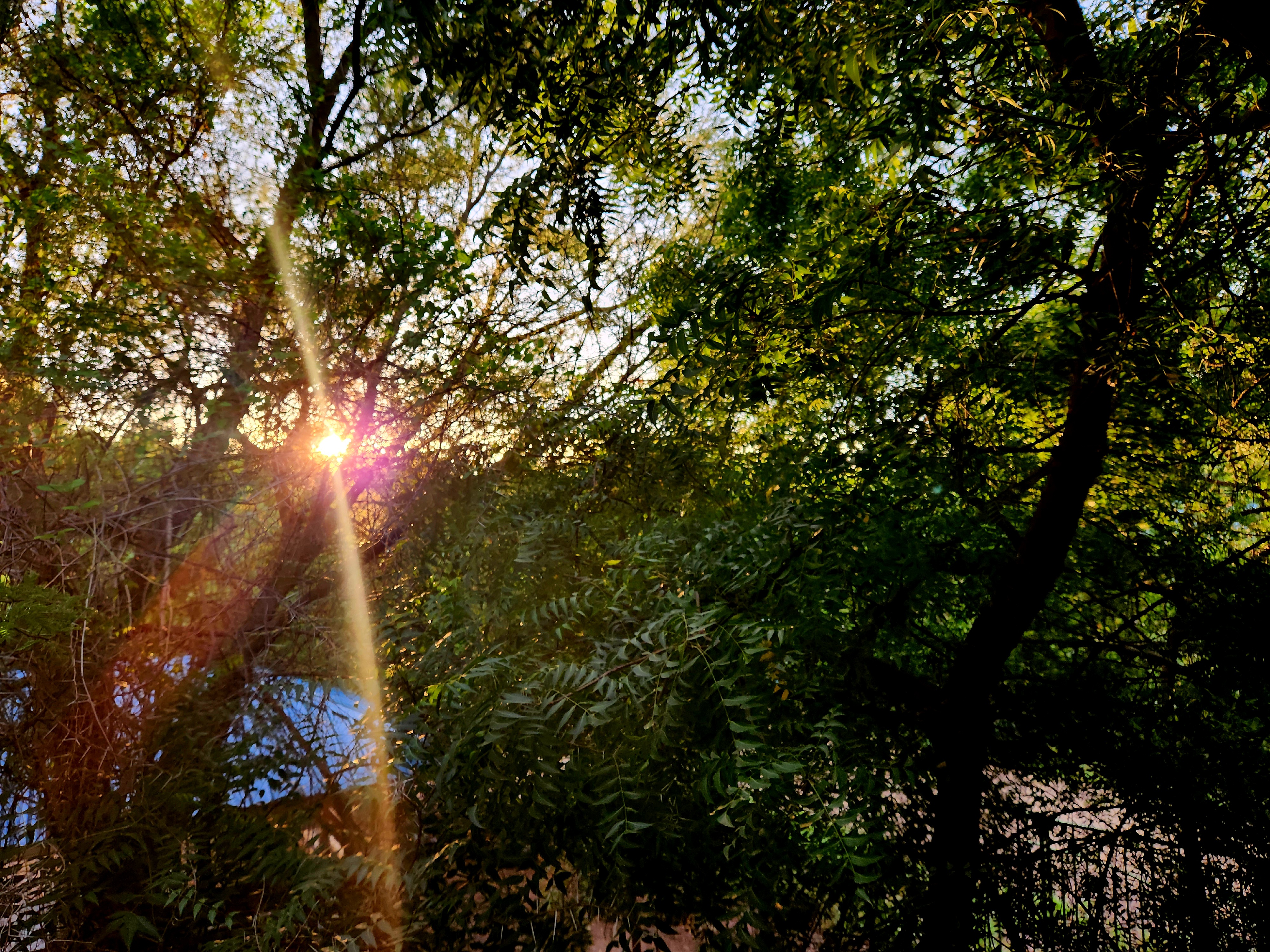 Nature Walk